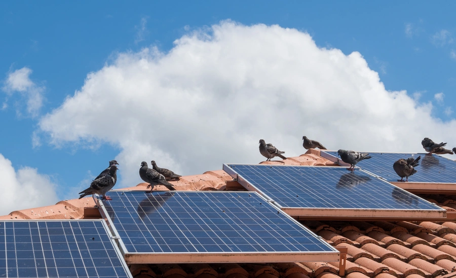 pigeons on solar panels